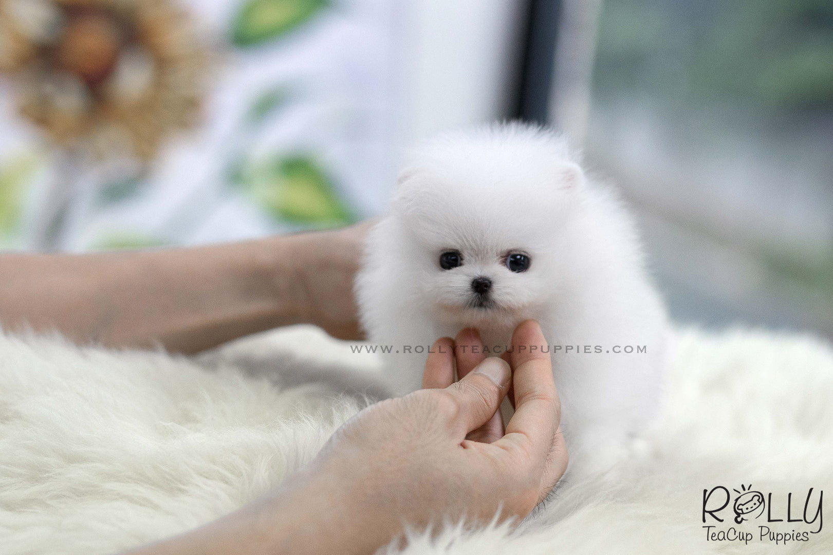 lulu da pomerania price