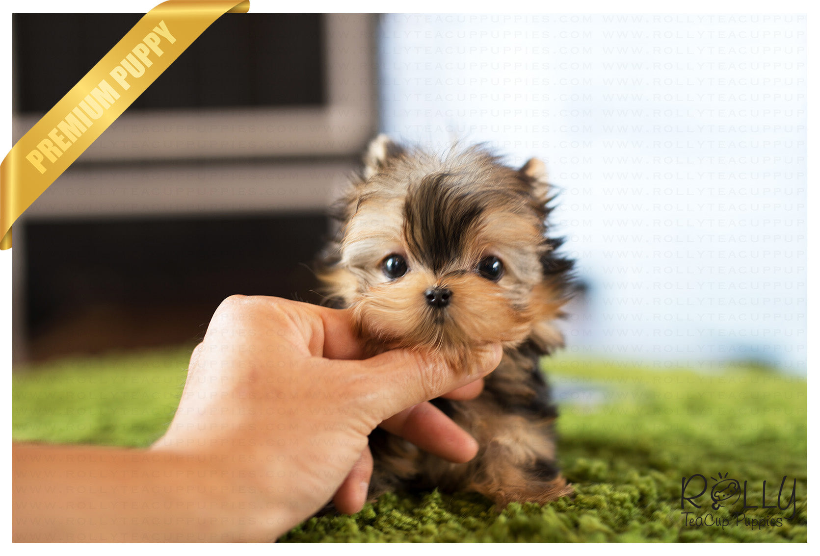 premium teacup yorkie puppies