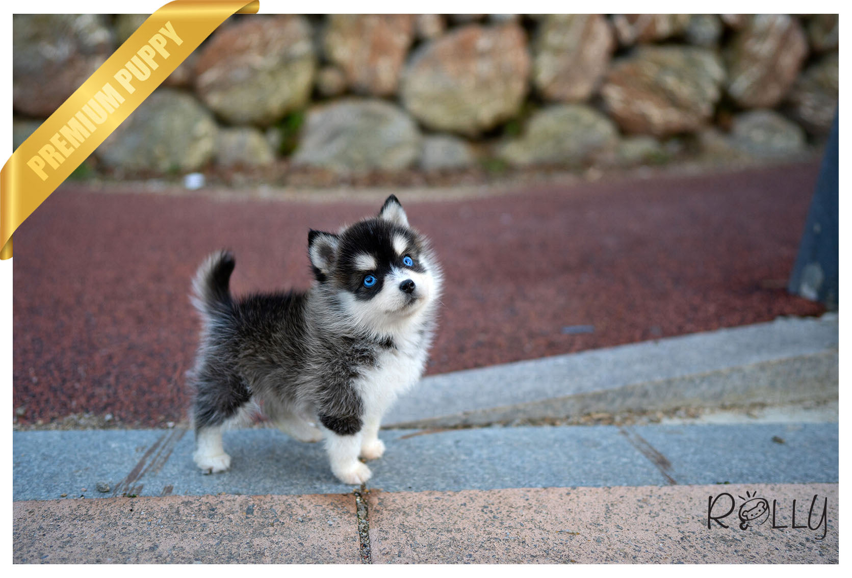 teacup pomsky