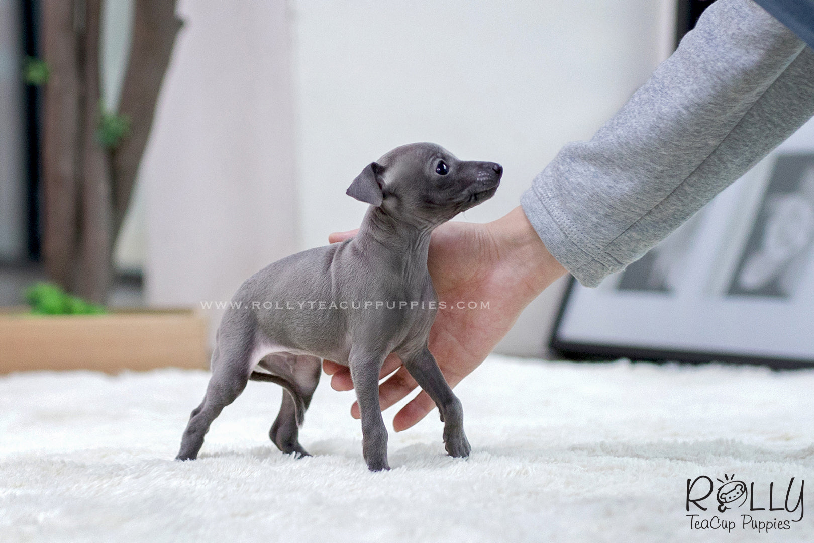 blue italian greyhound puppies for sale