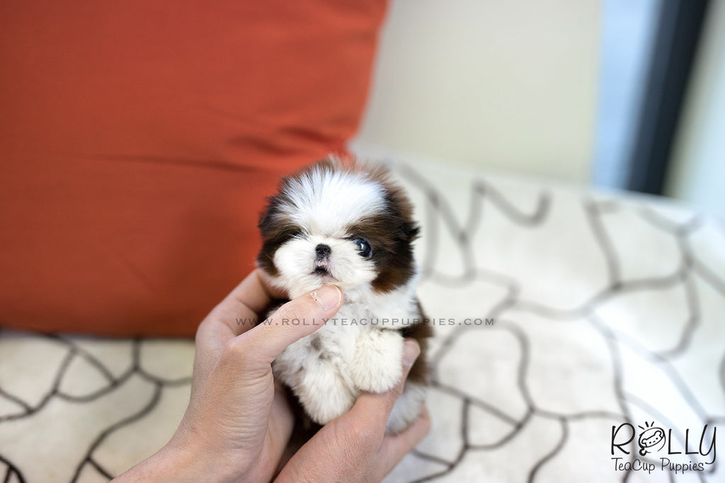 (SOLD to Valenzuela) Milo - Shih Tzu. M - Rolly Teacup Puppies