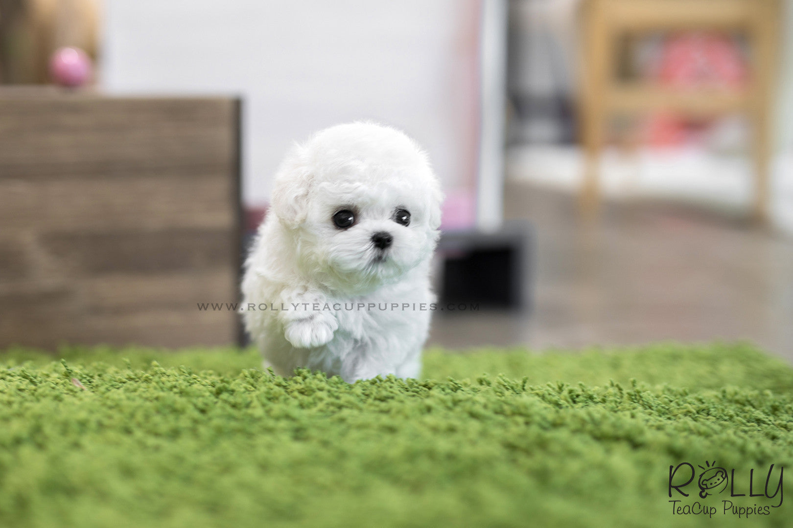 SOLD to Kelly) Mimi - Bichon Frise. F 