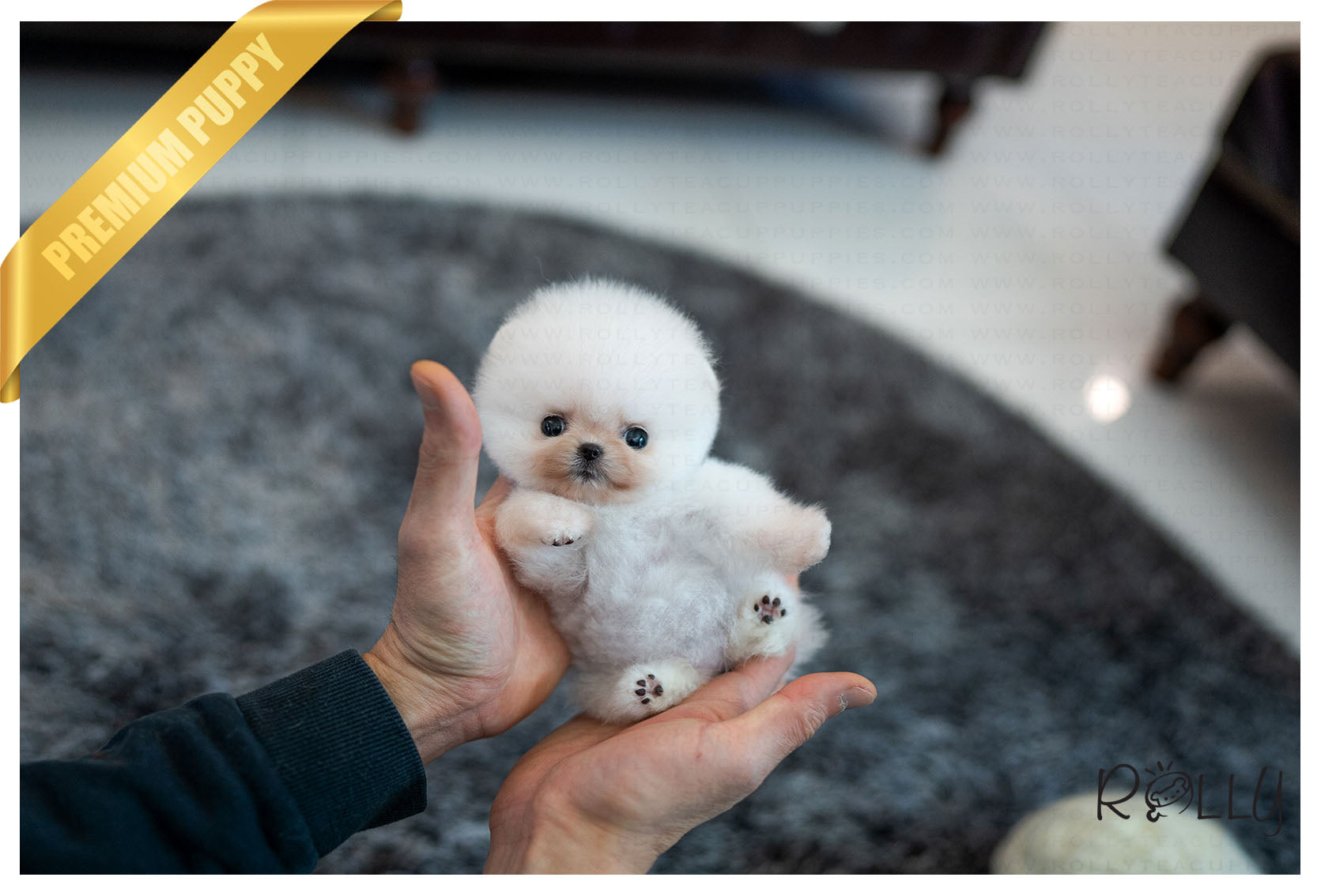 pomeranian in teacup