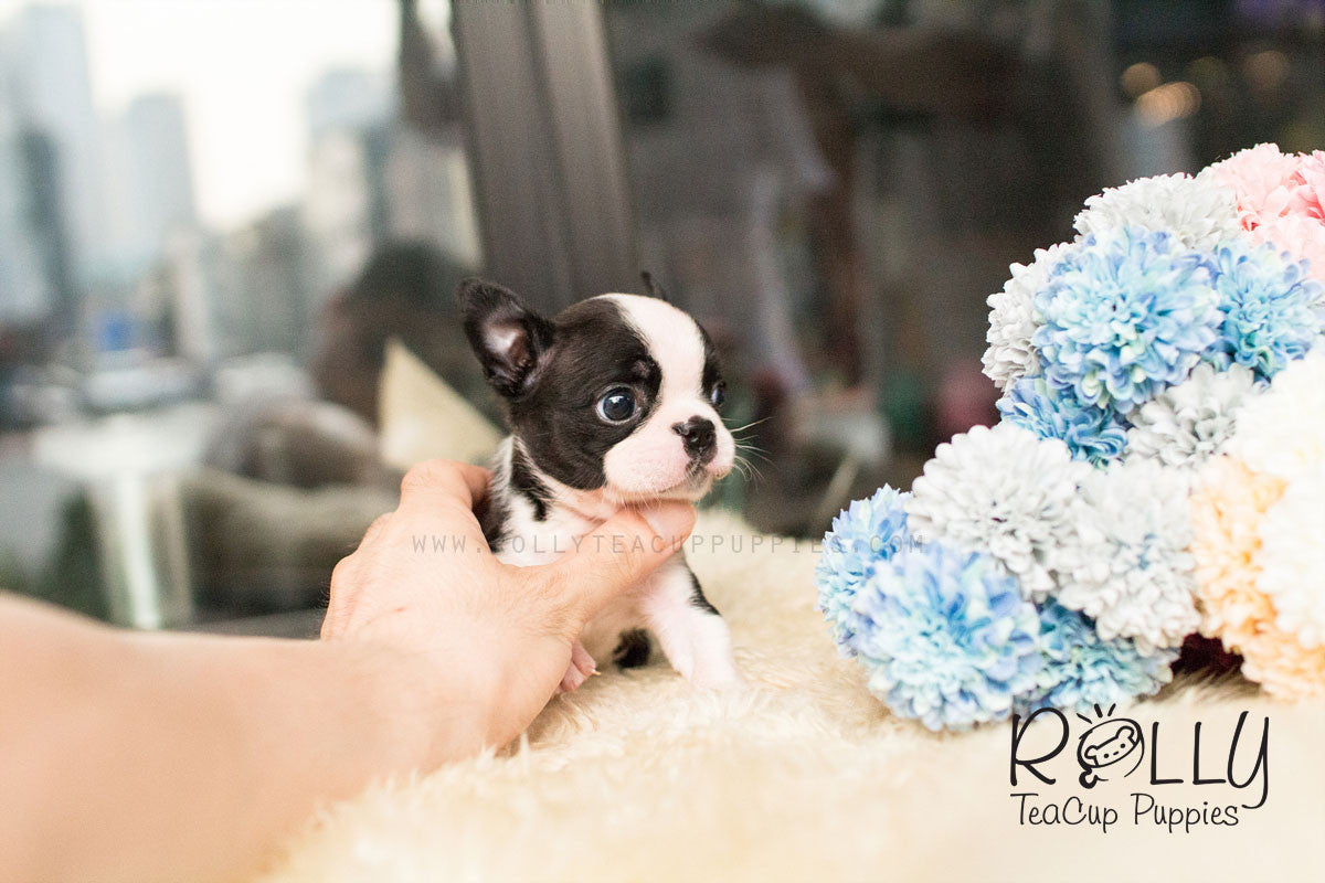 teacup boston terrier puppies for sale