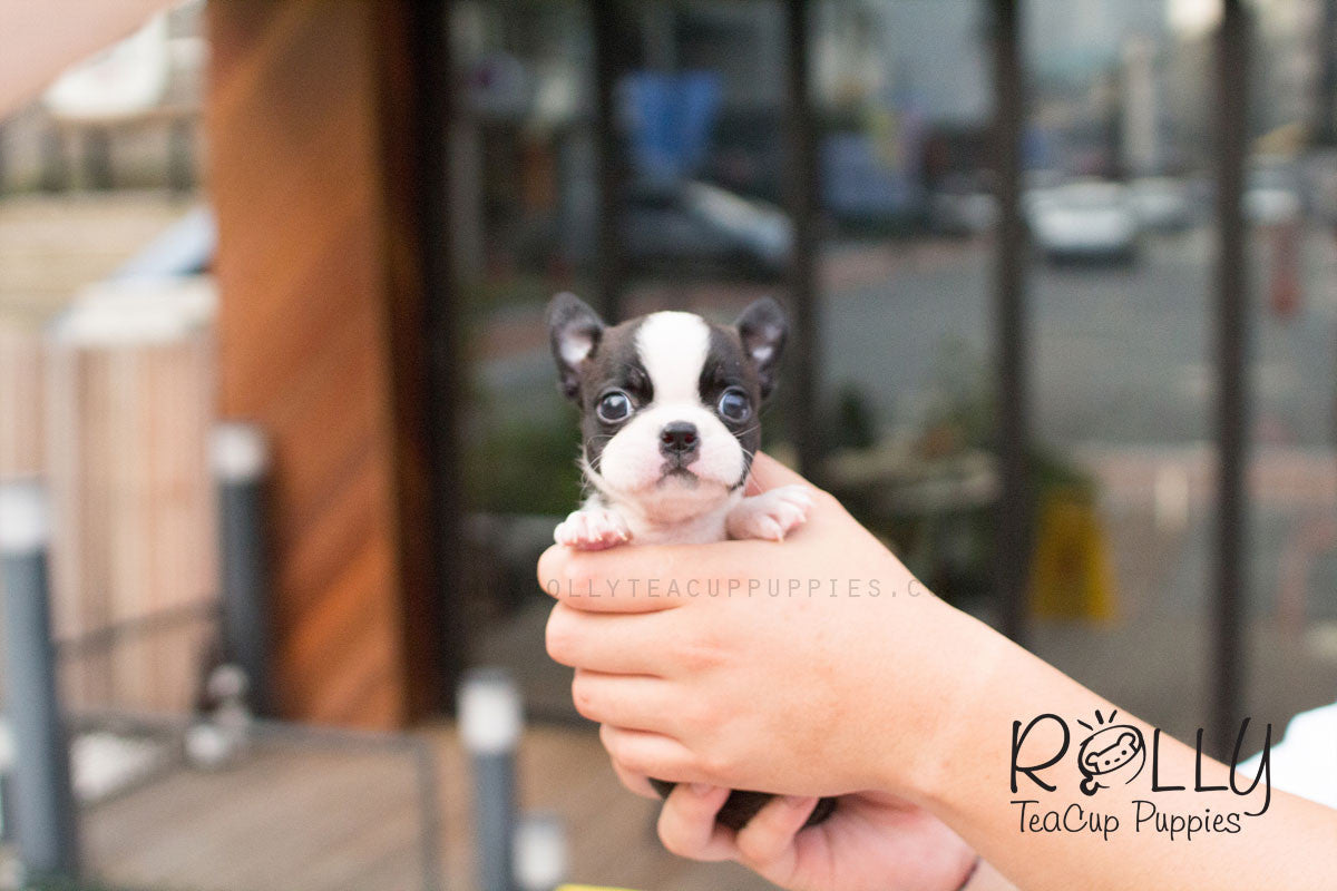 teacup boston terrier puppies for sale