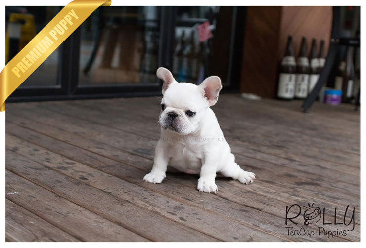 Lexy - Multiple Bloodline French Bulldog. F ROLLY PUPS INC