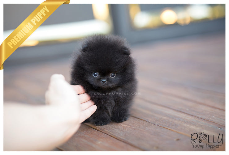 Rolly Teacup Puppies (SOLD to Trumbach) Onyx - Pomeranian. F.