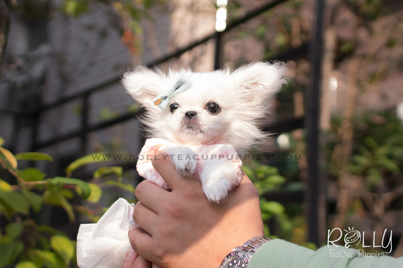 Bunny Pekingese F Rolly Pups Inc