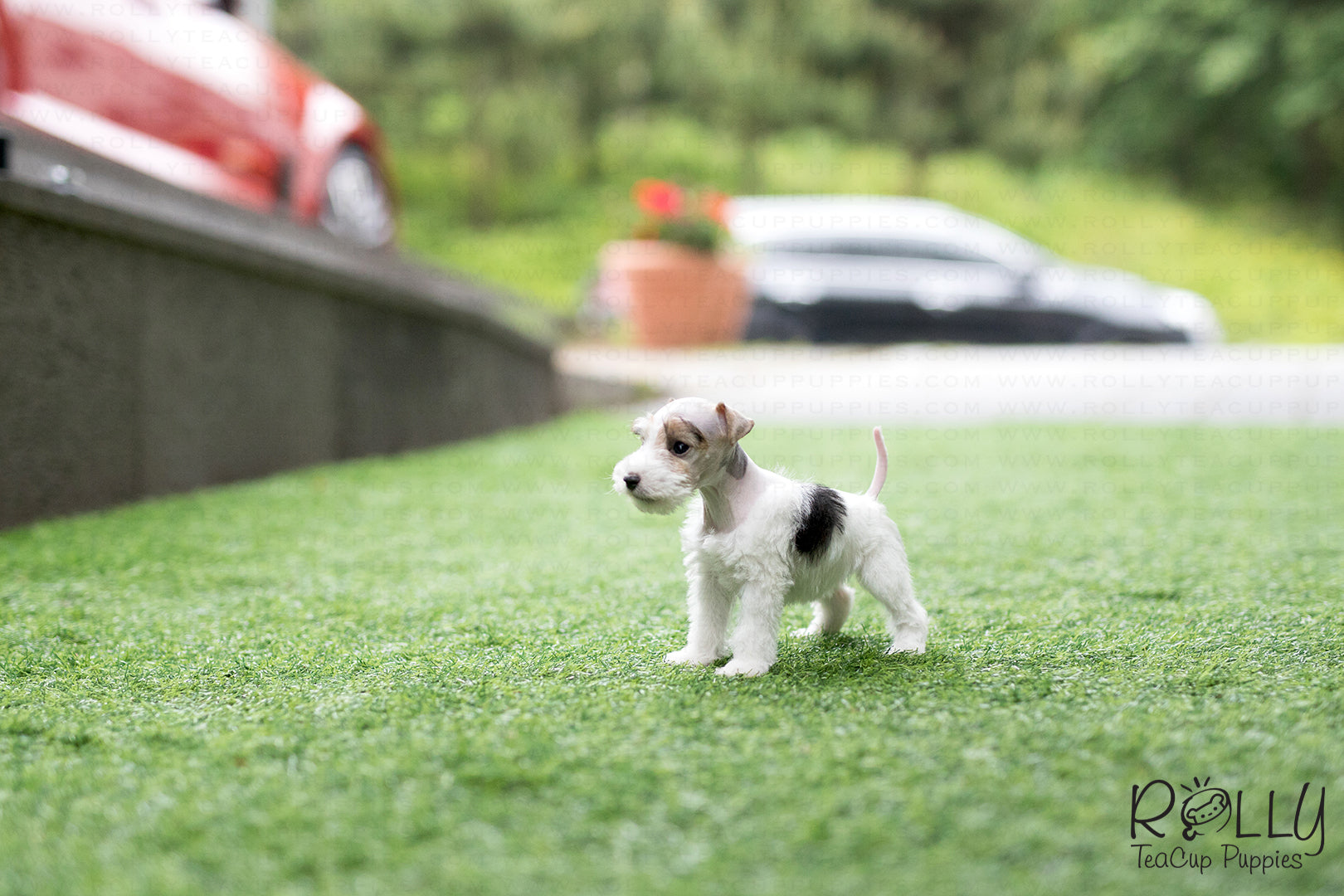 teacup fox terrier