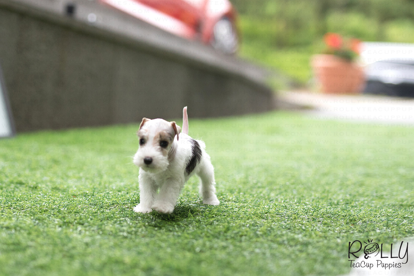 teacup fox terrier