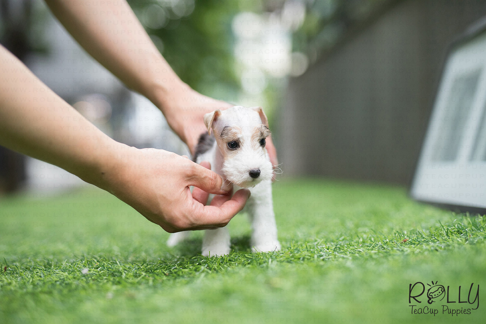 fox terrier puppy