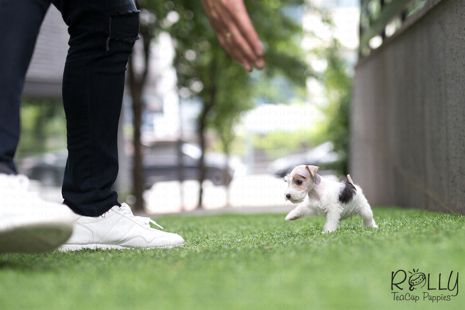 teacup fox terrier