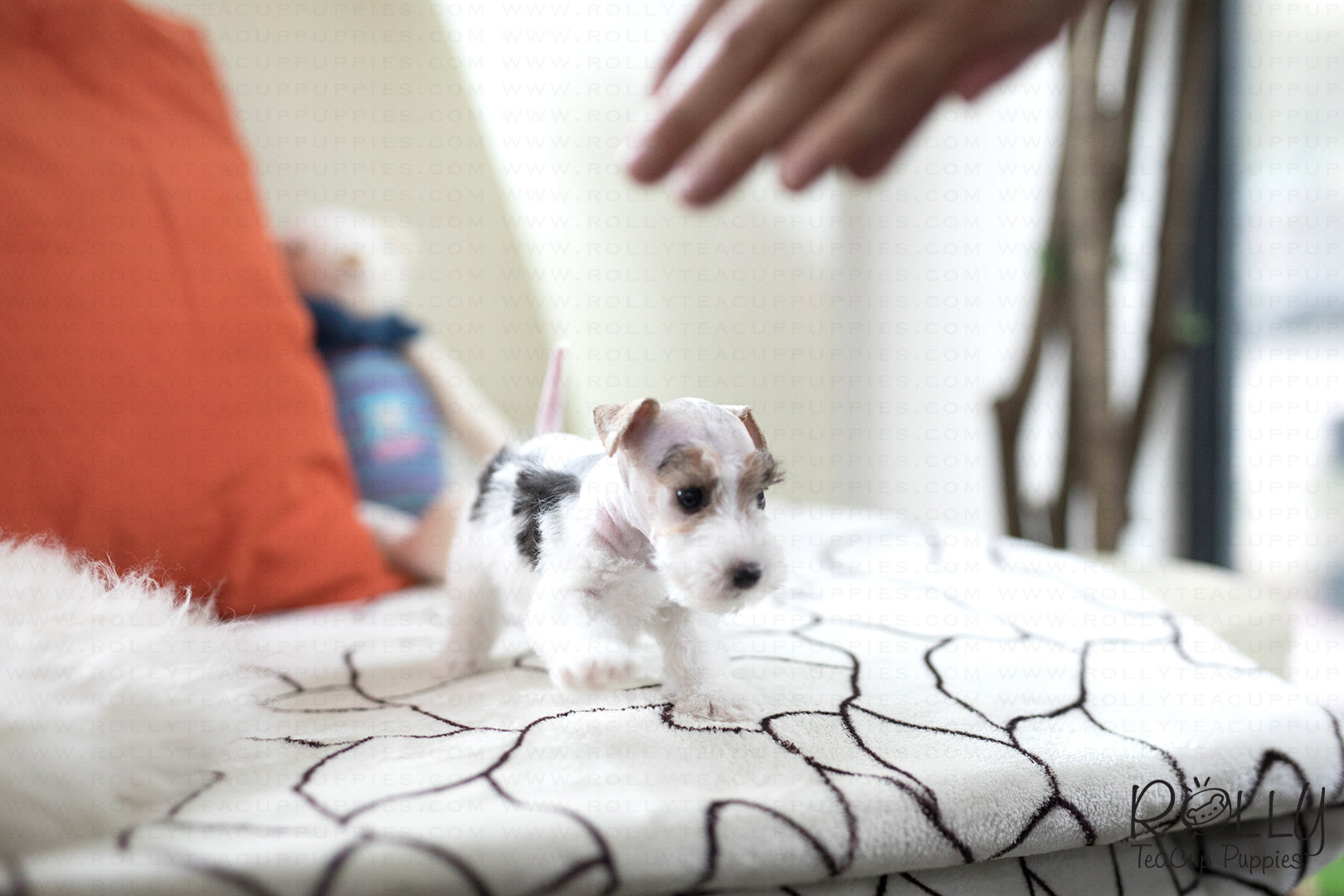 teacup fox terrier