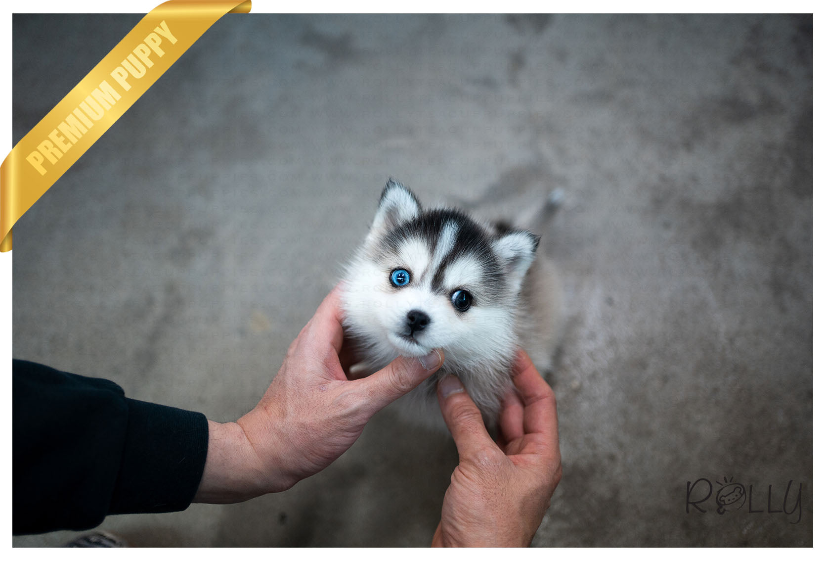 how big is a full grown teacup pomsky