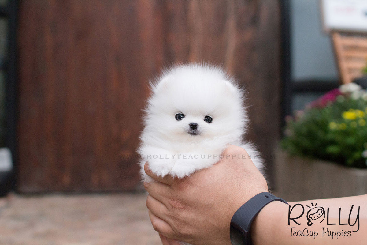 rolly teacup puppies