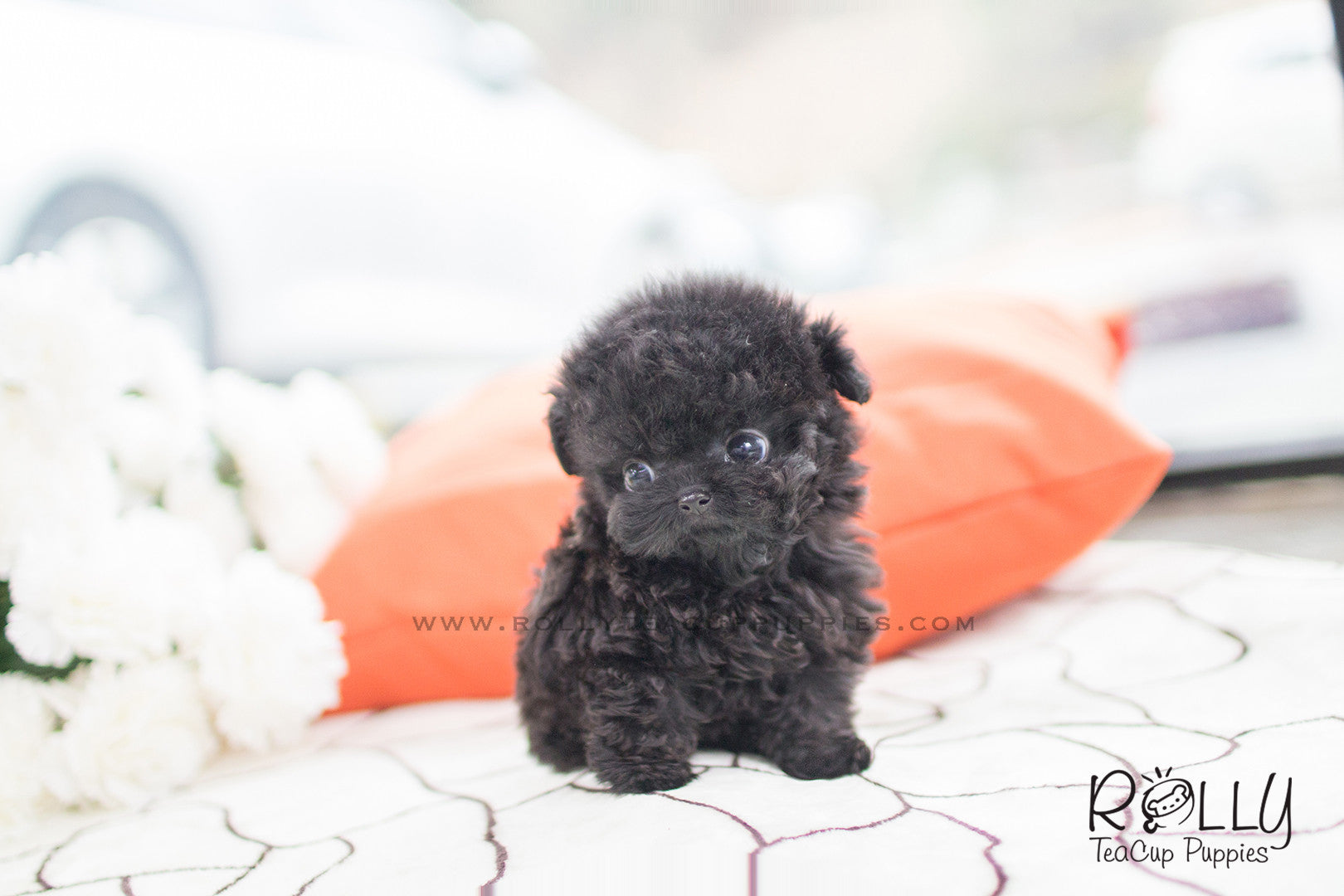 black teacup puppy