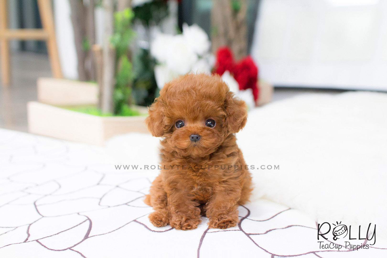 teacup poodle cost