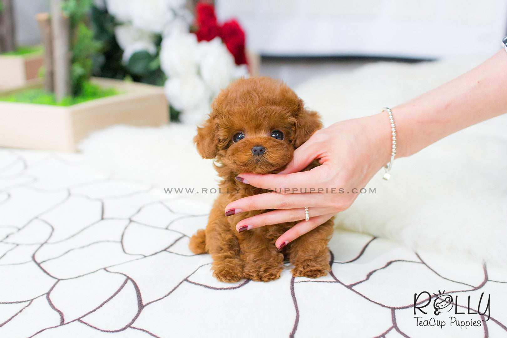 red mini poodle for sale