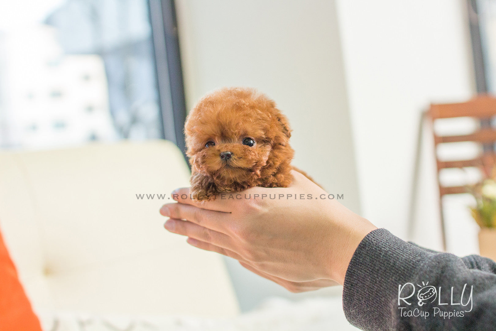rolly teacup poodles for sale