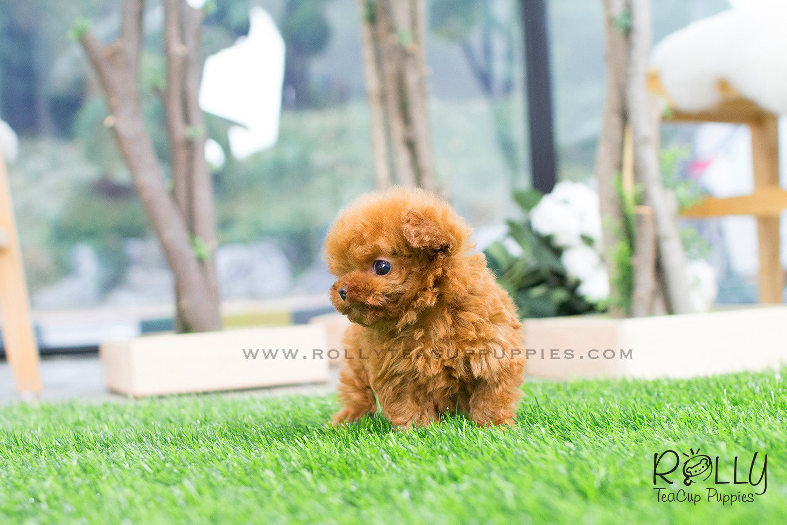 Zoey - Poodle. F- Rolly Teacup Puppies