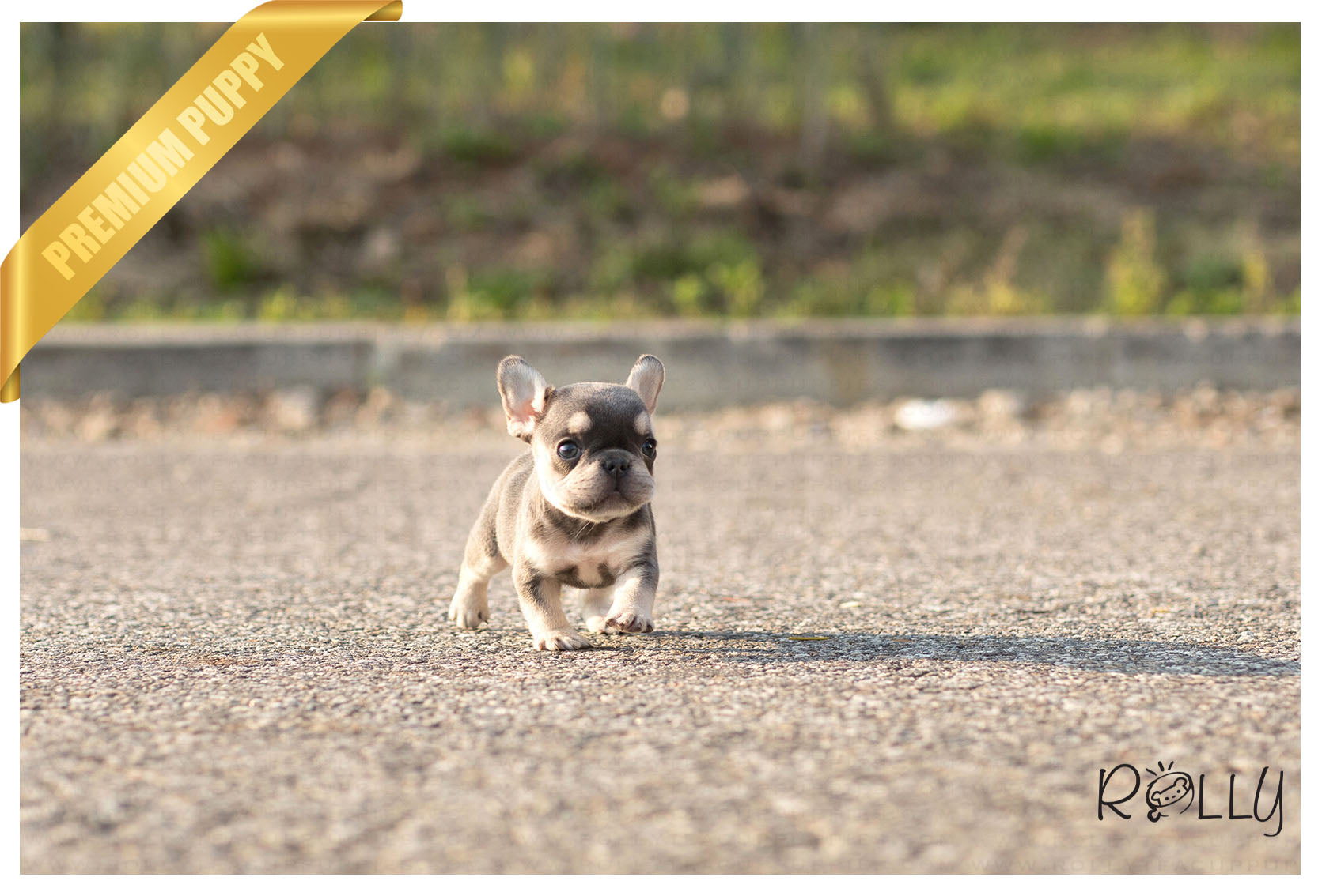 rolly teacup puppies french bulldog