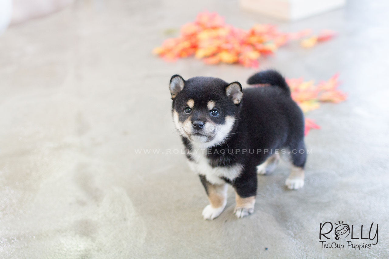 Sold To Rabil Roy Shiba Inu M Rolly Teacup Puppies