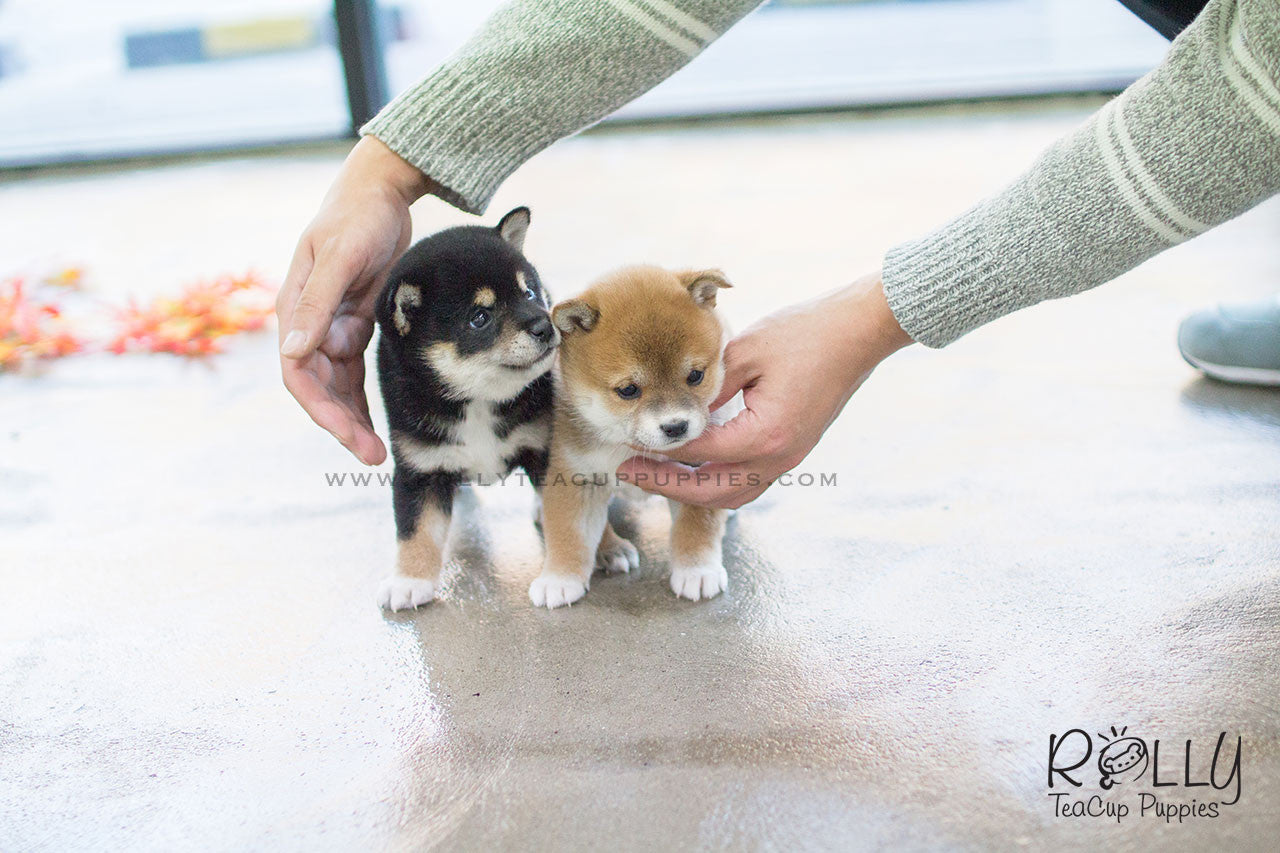 Sold To Rabil Roy Shiba Inu M Rolly Teacup Puppies