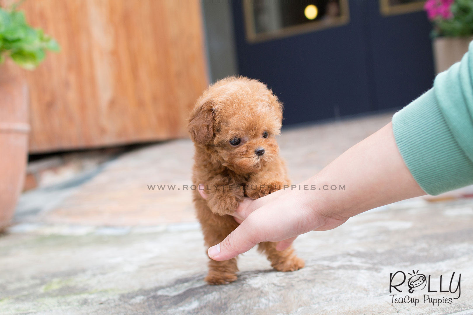 rolly tea puppies