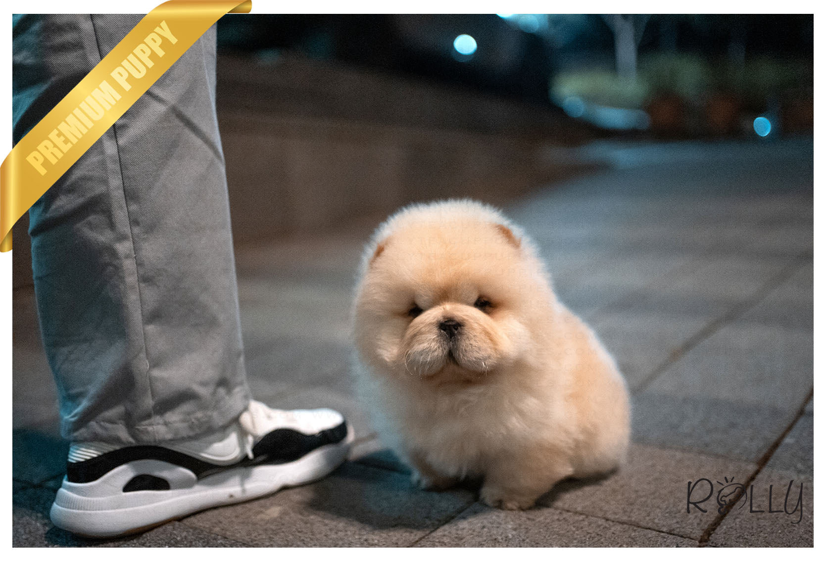 teacup chow chow puppy