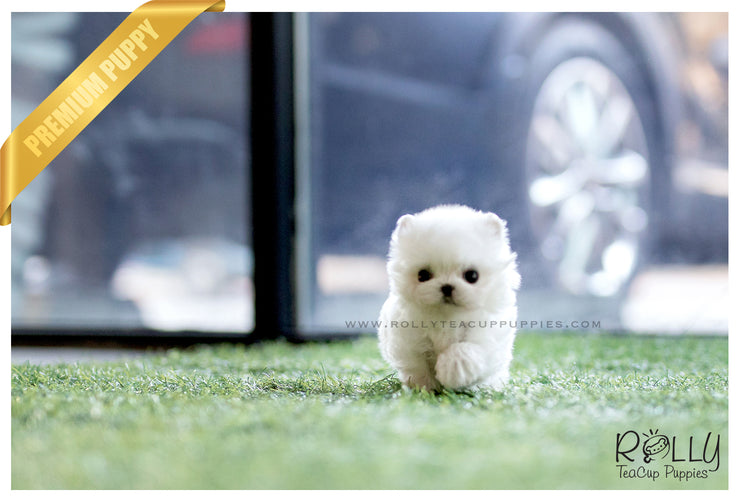 Rolly Teacup Puppies (SOLD to Zapien) Rose - Maltese. F.