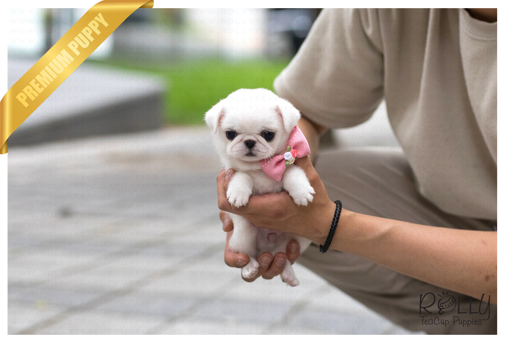 teacup pug