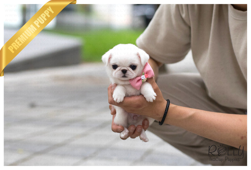 white pug puppies