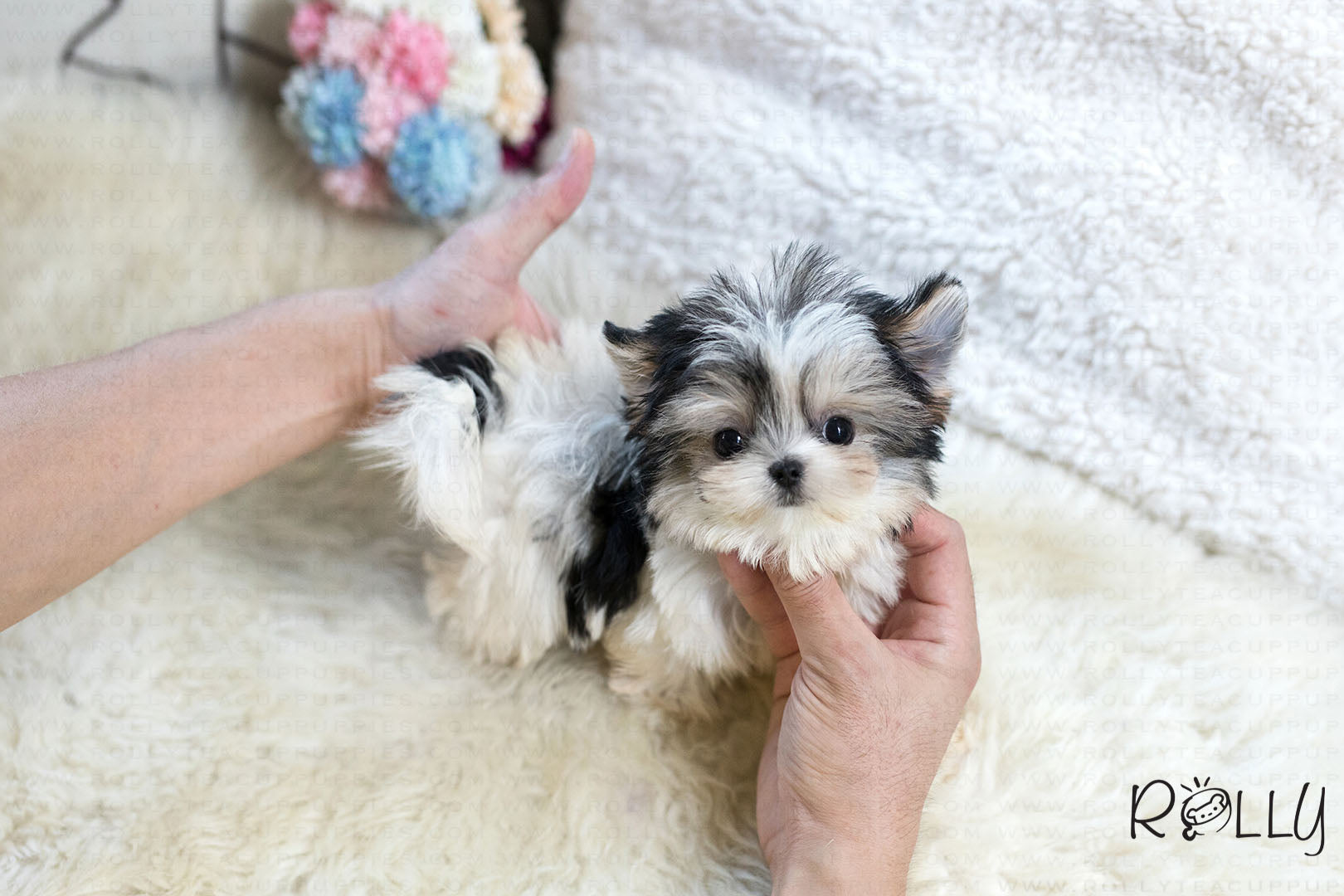 teacup morkie