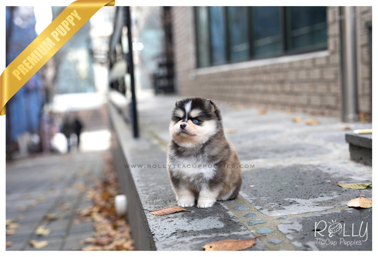 what is a teacup pomsky