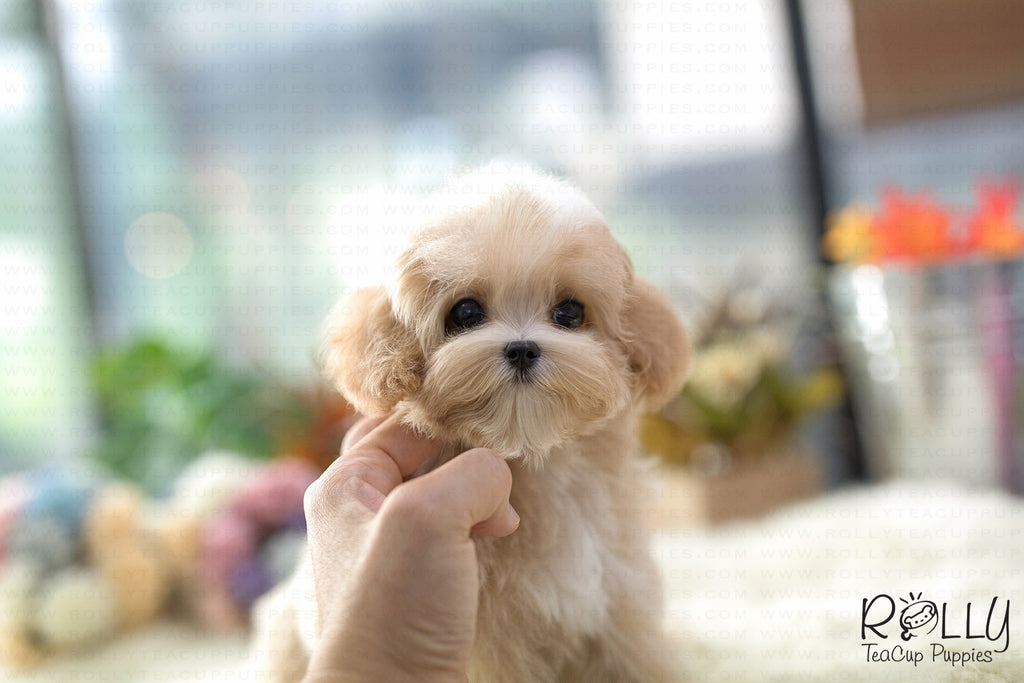 rolly teacup puppies cost