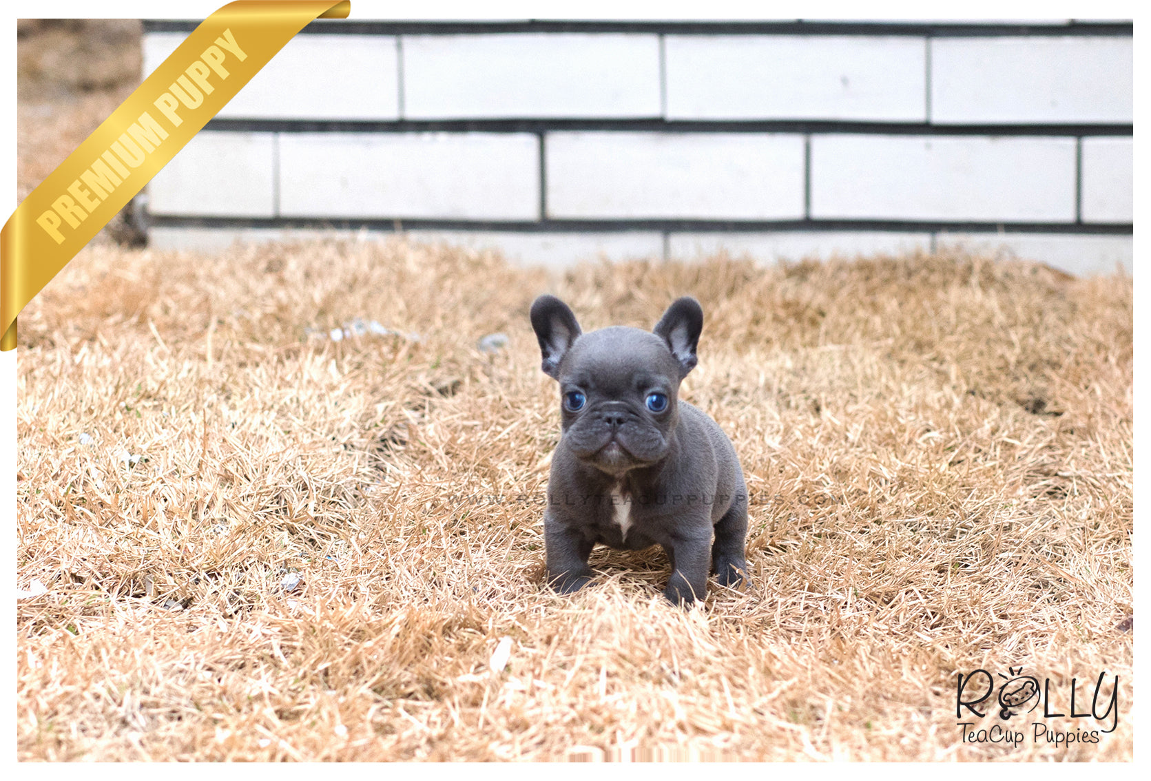 grey teacup french bulldog