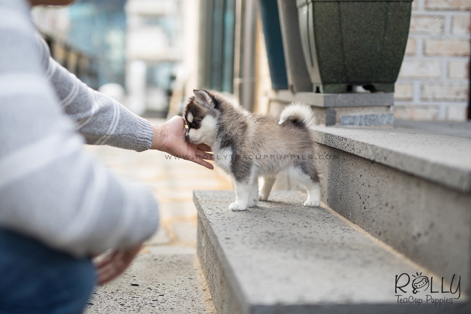 miniature husky dog