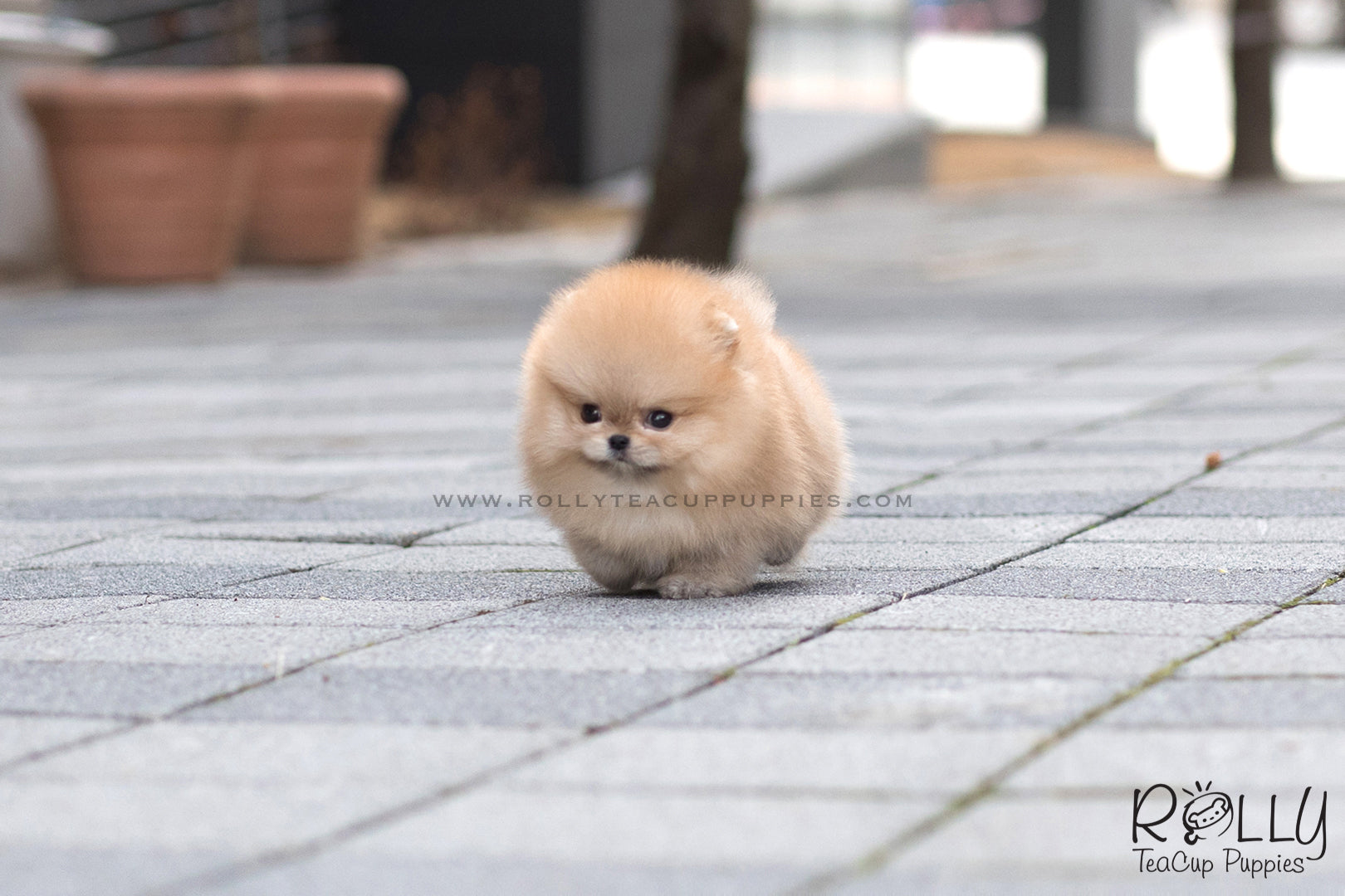 rolly teacup puppies