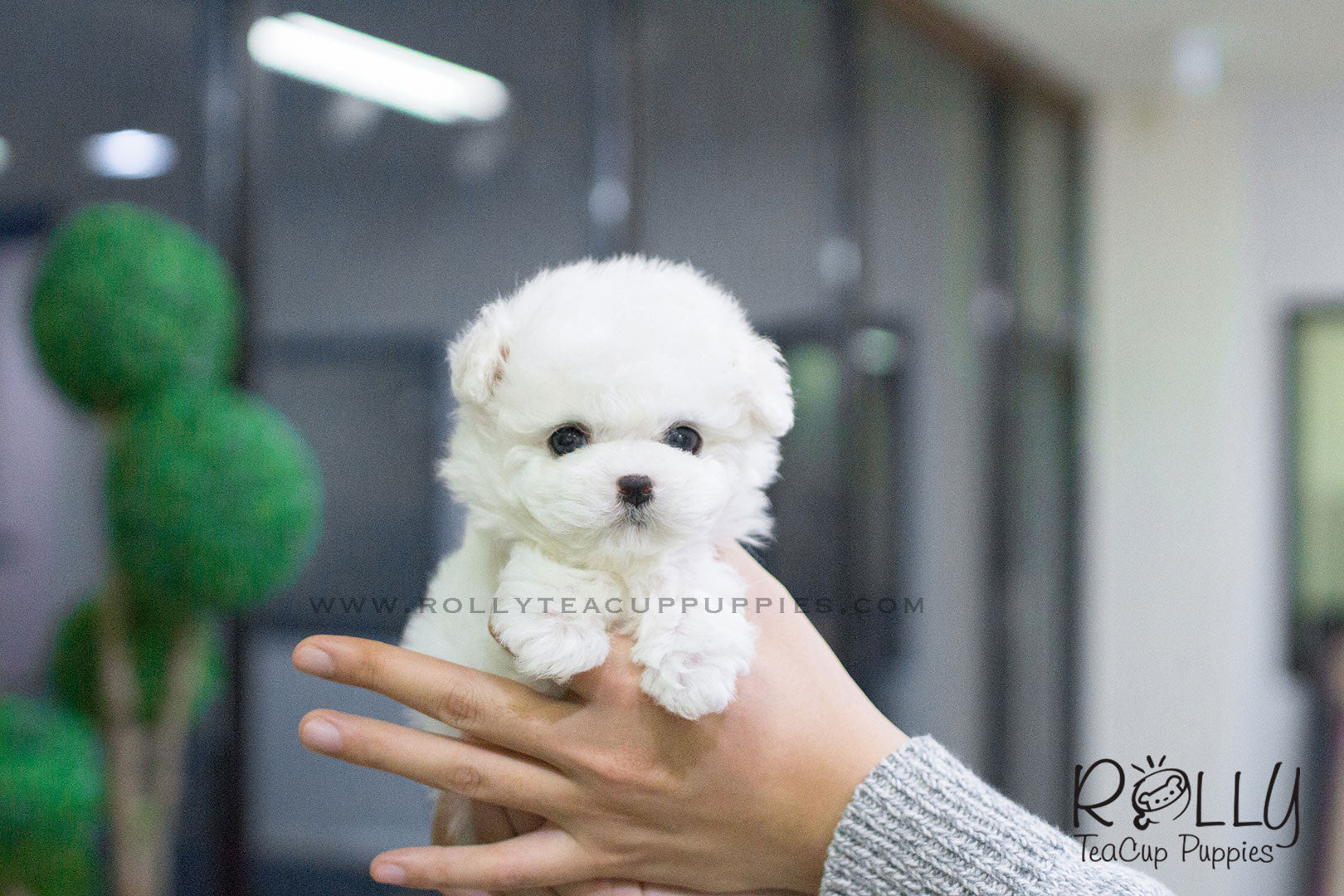 Molly - Bichon. F- Rolly Teacup Puppies