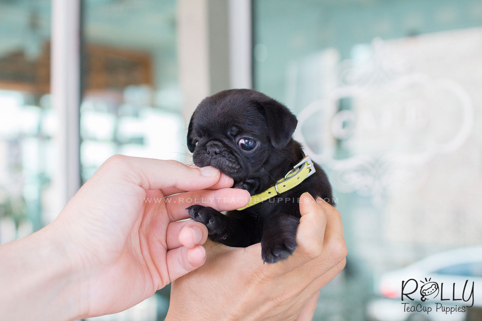 Fiona - Black Pug | Rolly Teacup Puppies