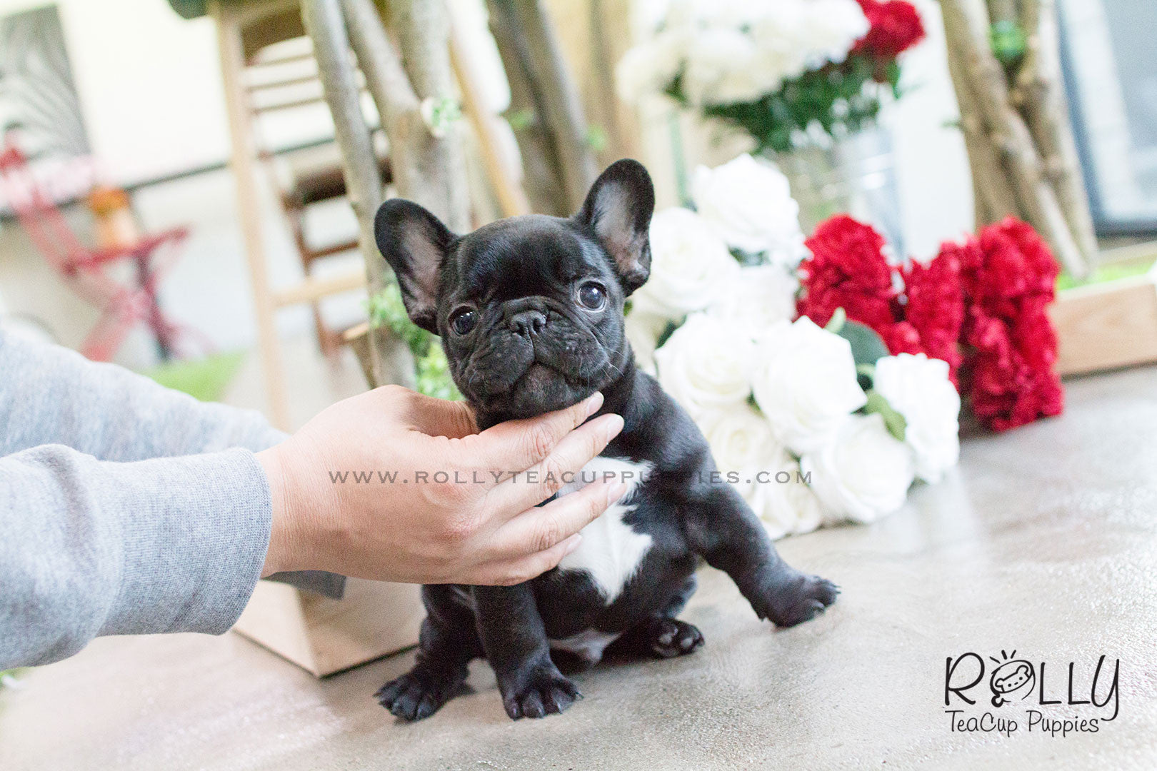 rolly teacup puppies french bulldog