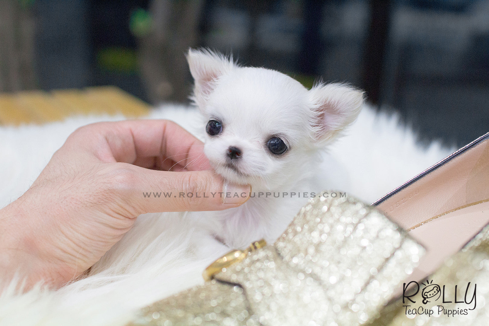 Bonita Long Hair Chihuahua F Rolly Teacup Puppies