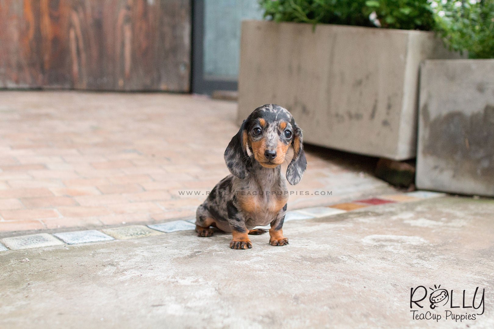 teacup dapple dachshund