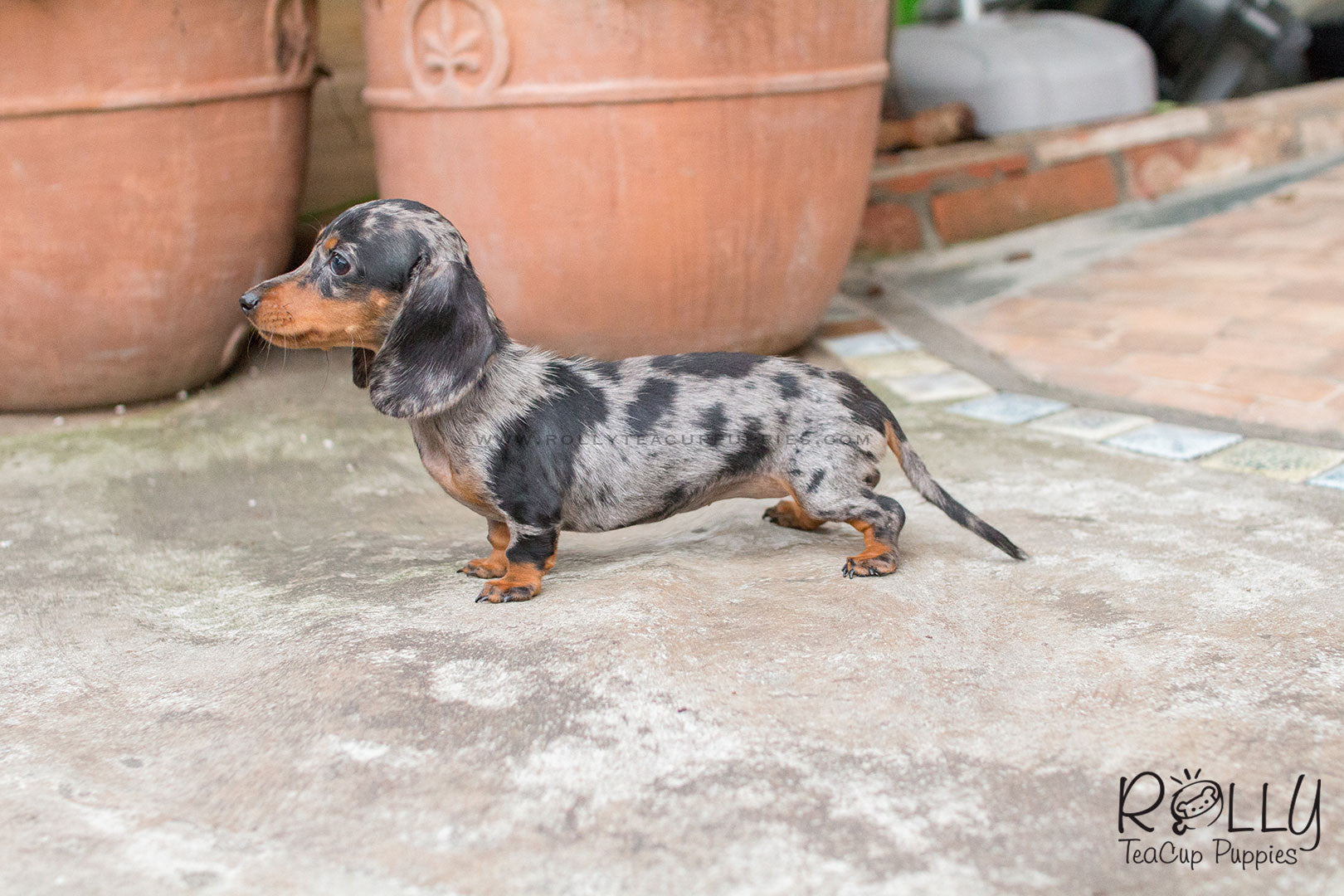 teacup dachshund