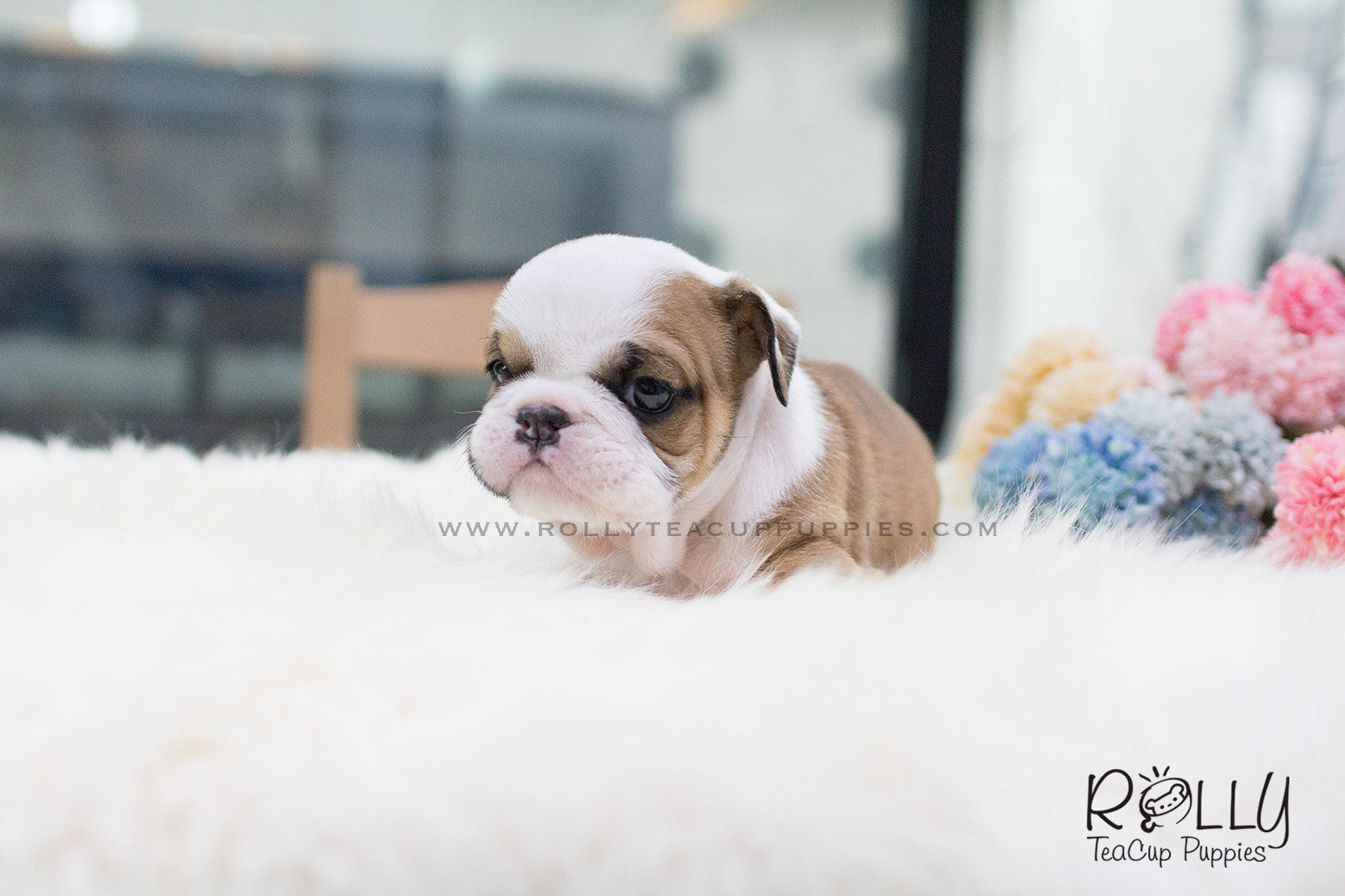 teacup english bulldogs