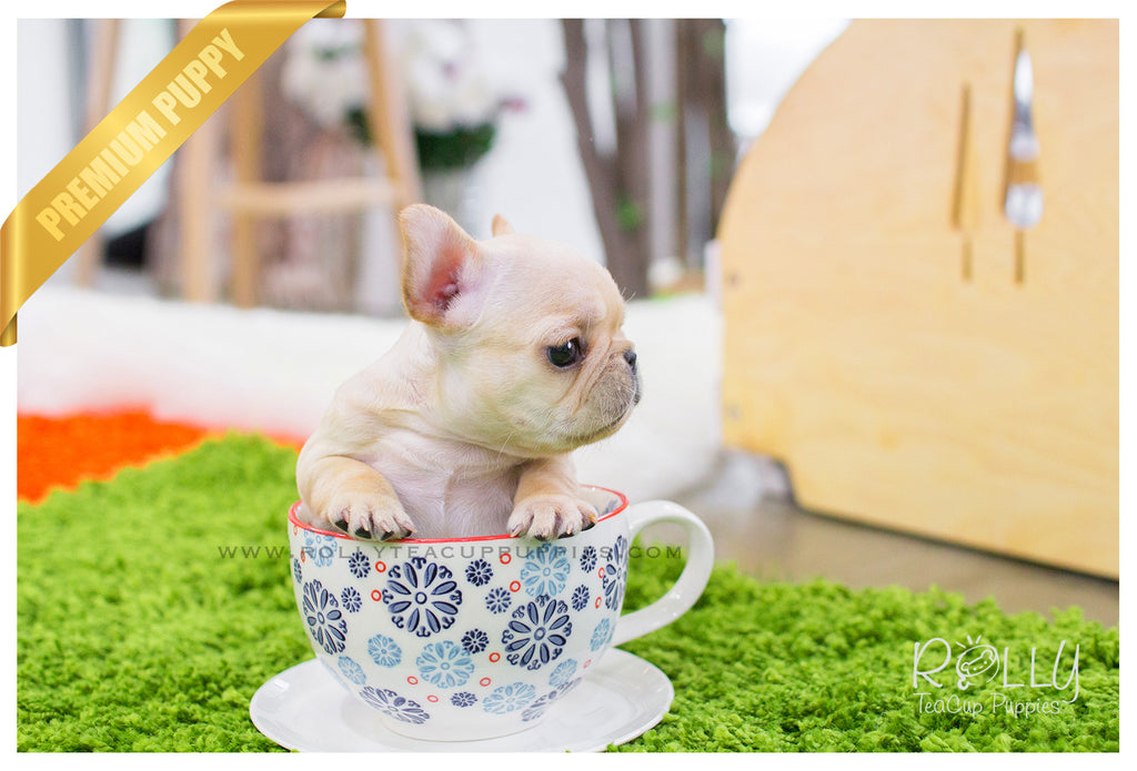 Ben - French Bulldog. M - Rolly Teacup Puppies