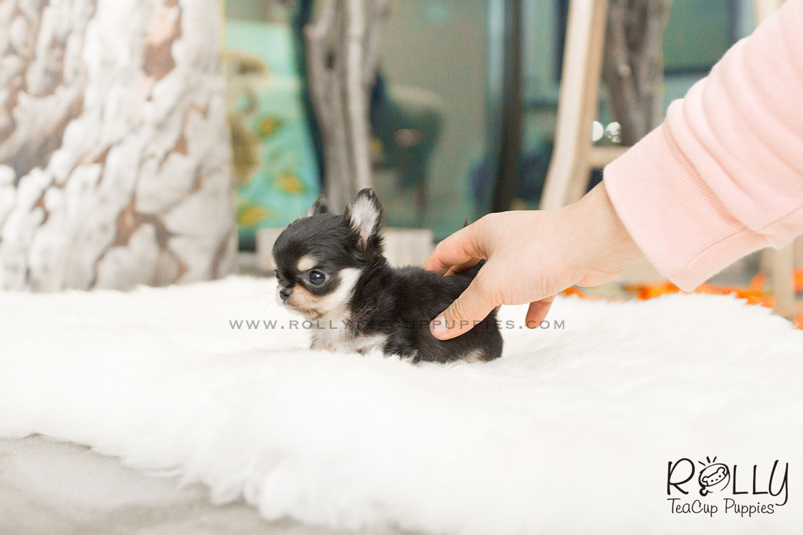 Tequila Long Hair Chihuahua M Rolly Pups Inc