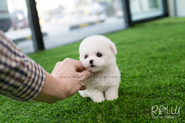 white teacup poodle