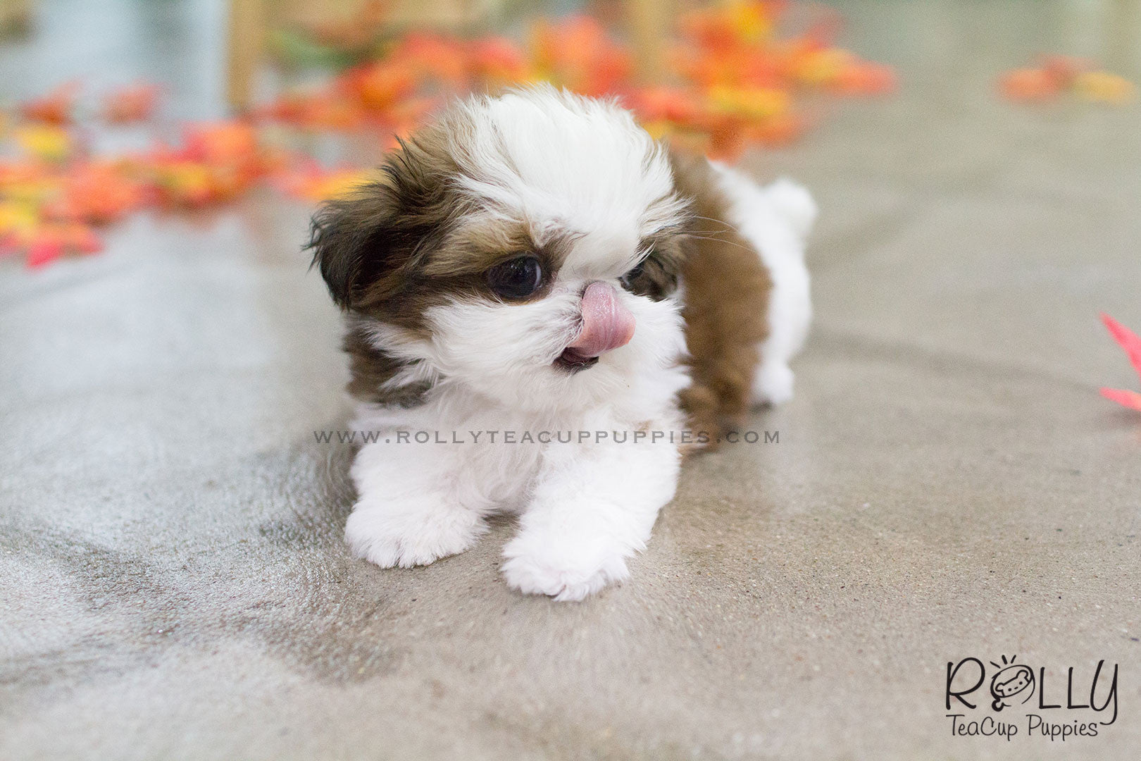 miniature shih tzu puppy for sale