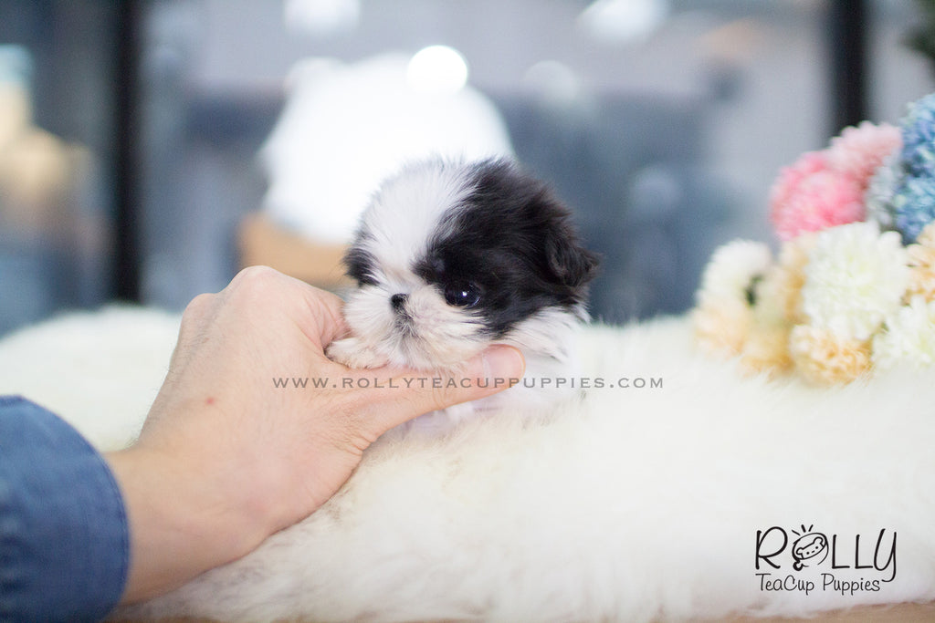 77+ Shih Tzu Teacup Puppies For Sale